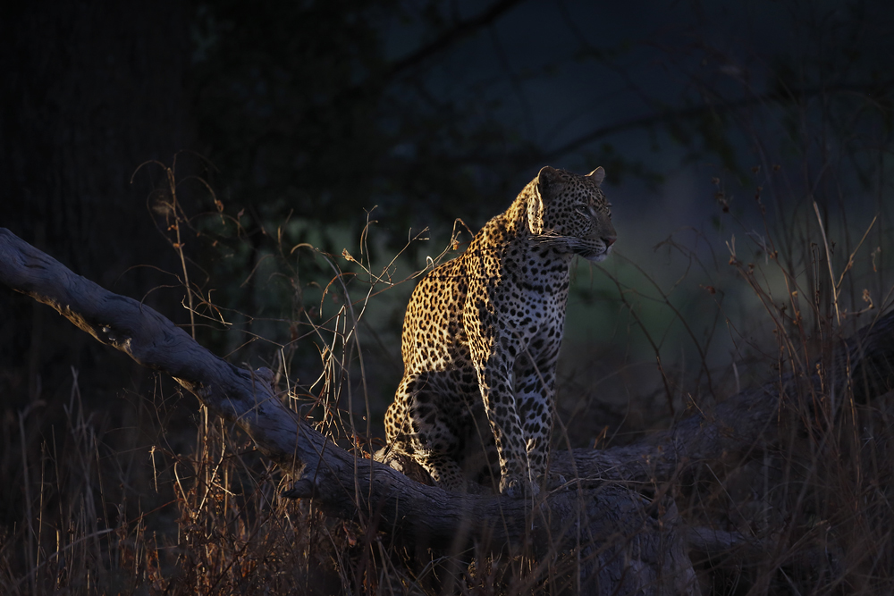 Leopard in der Abenddämmerung