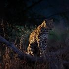 Leopard in der Abenddämmerung