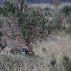 Leopard in der Abenddämmerung