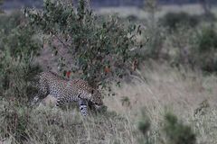 Leopard in der Abenddämmerung