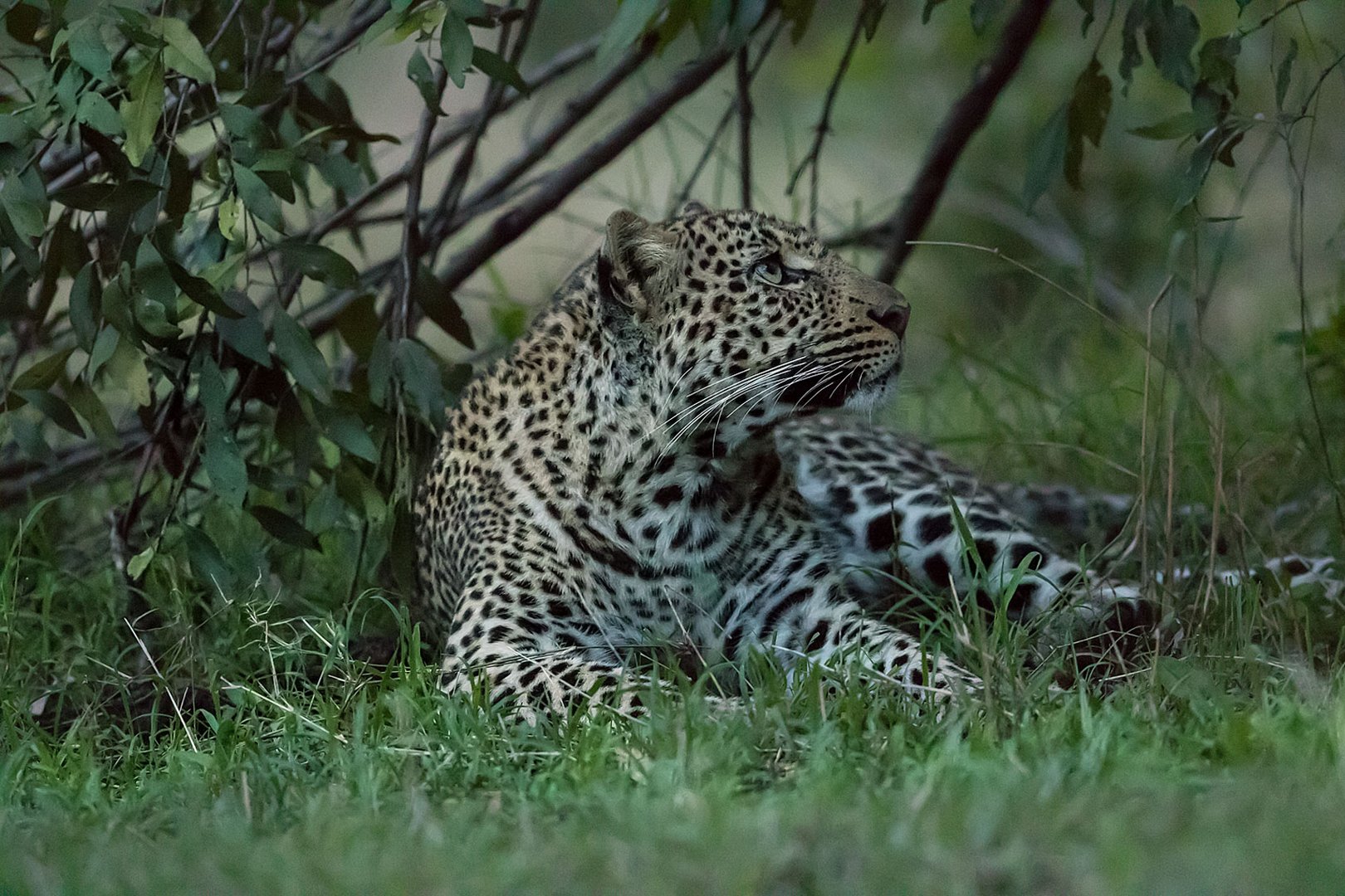Leopard in der Abenddämmerung