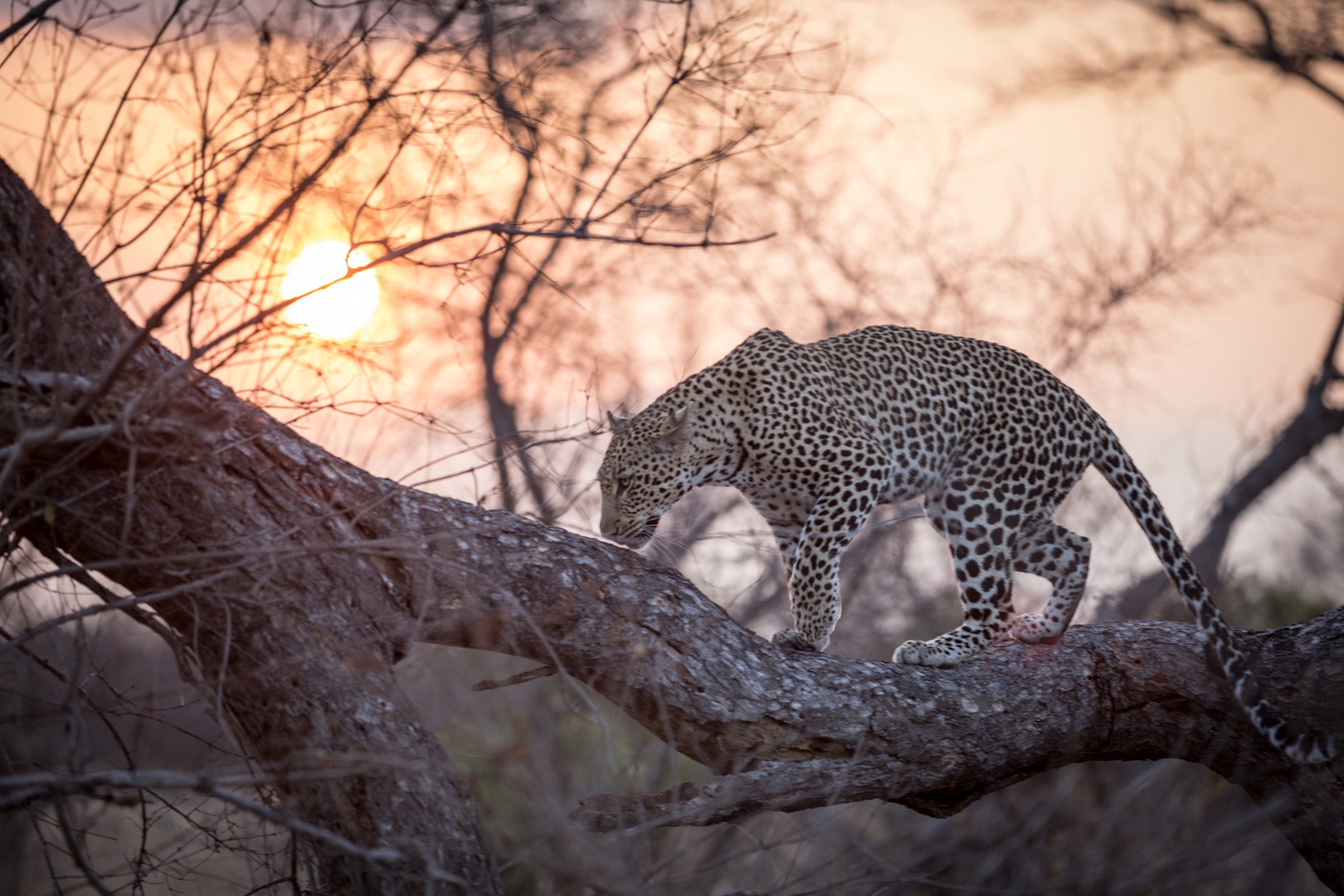 Leopard in der Abendsonne