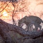 Leopard in der Abendsonne