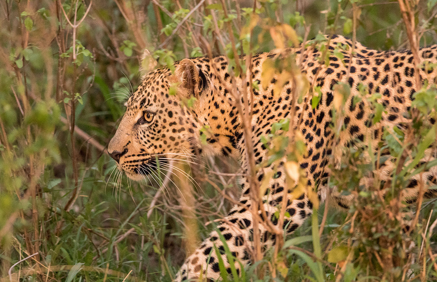 Leopard in der Abendsonne
