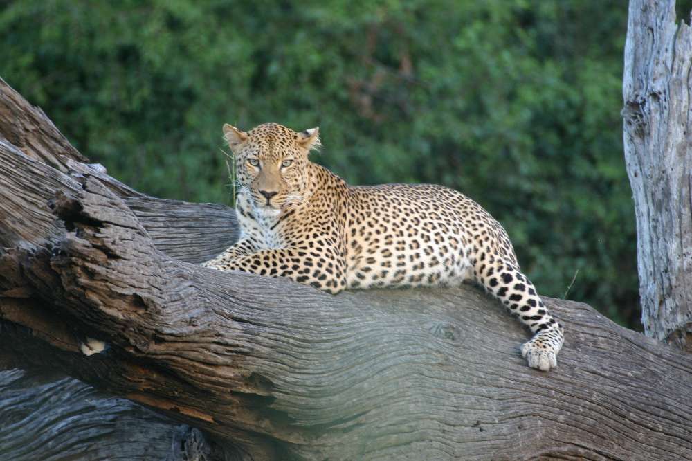 Leopard in der Abendsonne