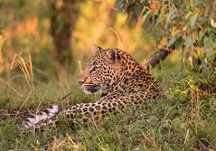 Leopard in der Abendsonne  ( Wildlife )