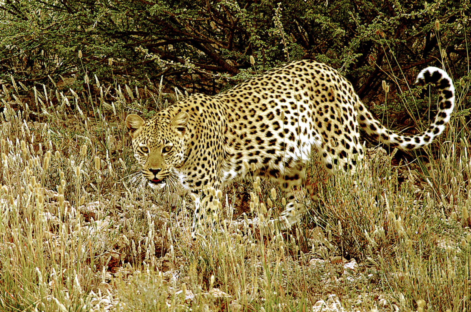 Leopard in der Kalahari