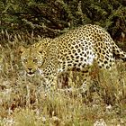 Leopard in der Kalahari