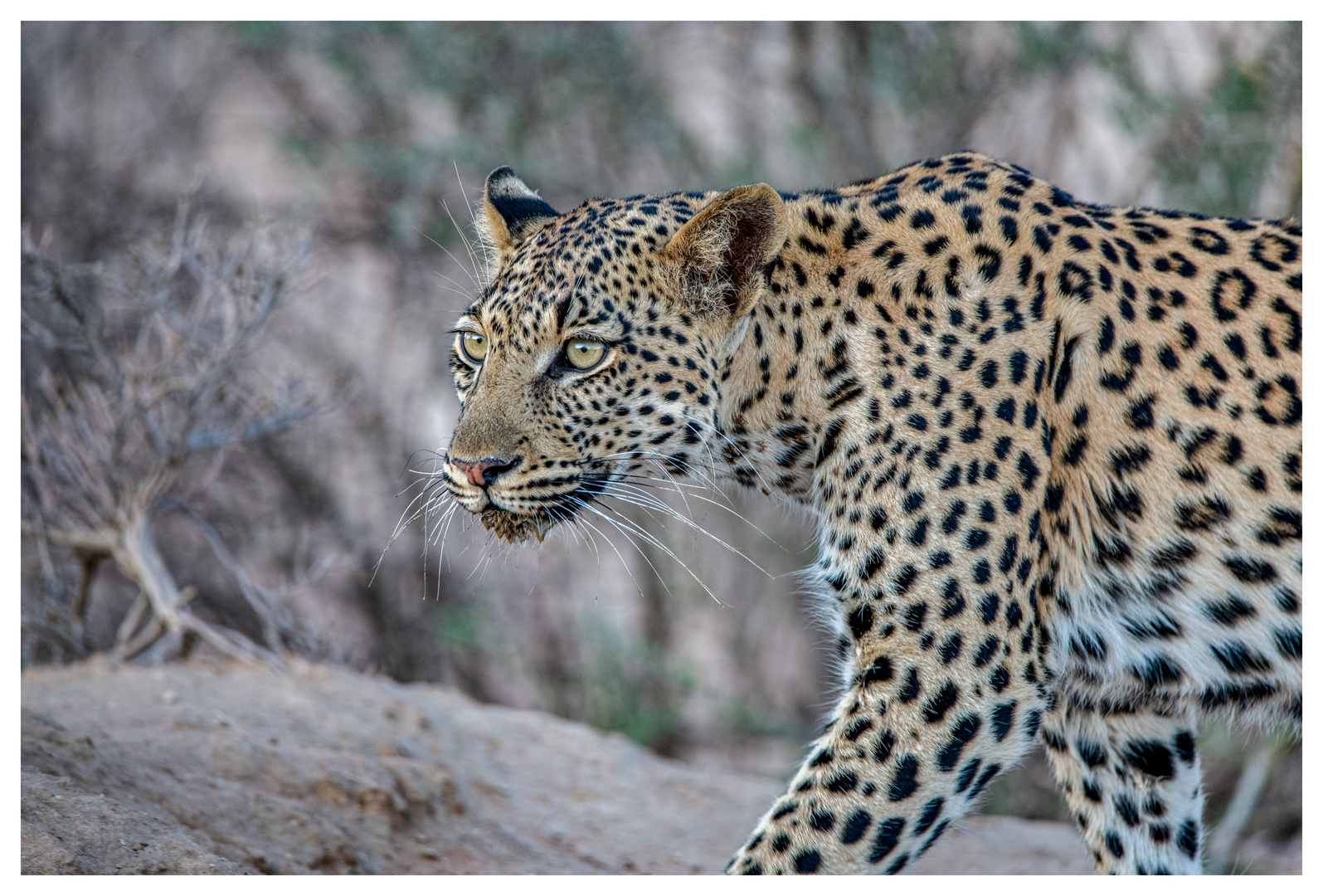 Leopard in der Kalahari