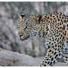 Leopard in der Kalahari