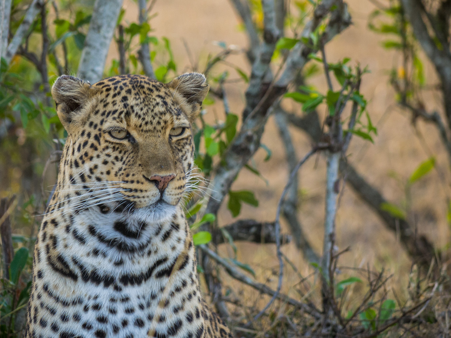 Leopard in der Mara