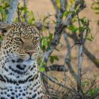 Leopard in der Mara