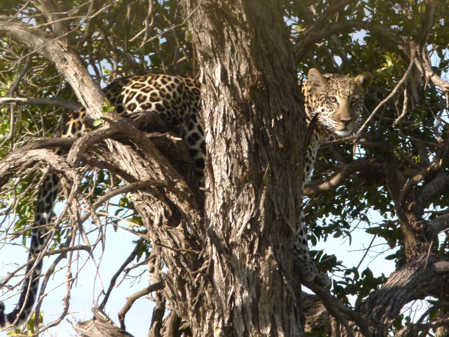 Leopard in der Masai Mara 2.