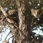 Leopard in der Masai Mara 2.