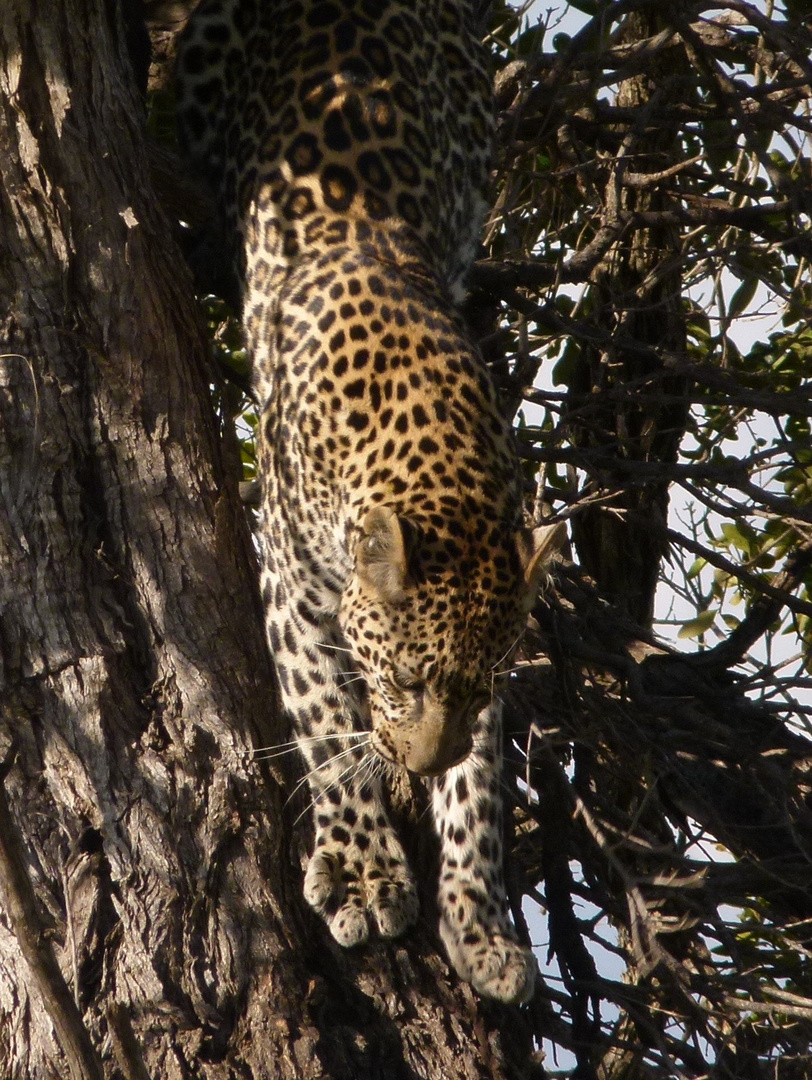 Leopard in der Masai Mara 3.