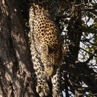 Leopard in der Masai Mara 3.