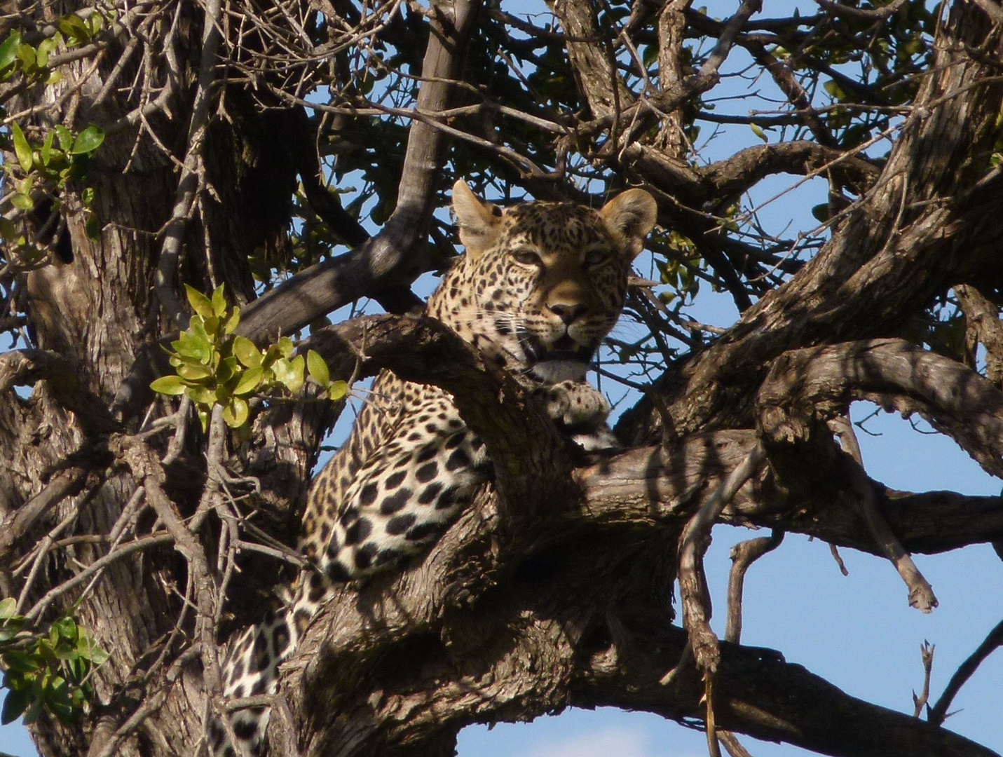 Leopard in der Masai Mara 4.