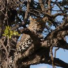 Leopard in der Masai Mara 4.