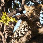 Leopard in der Masai Mara 5.