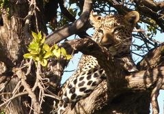 Leopard in der Masai Mara 5.