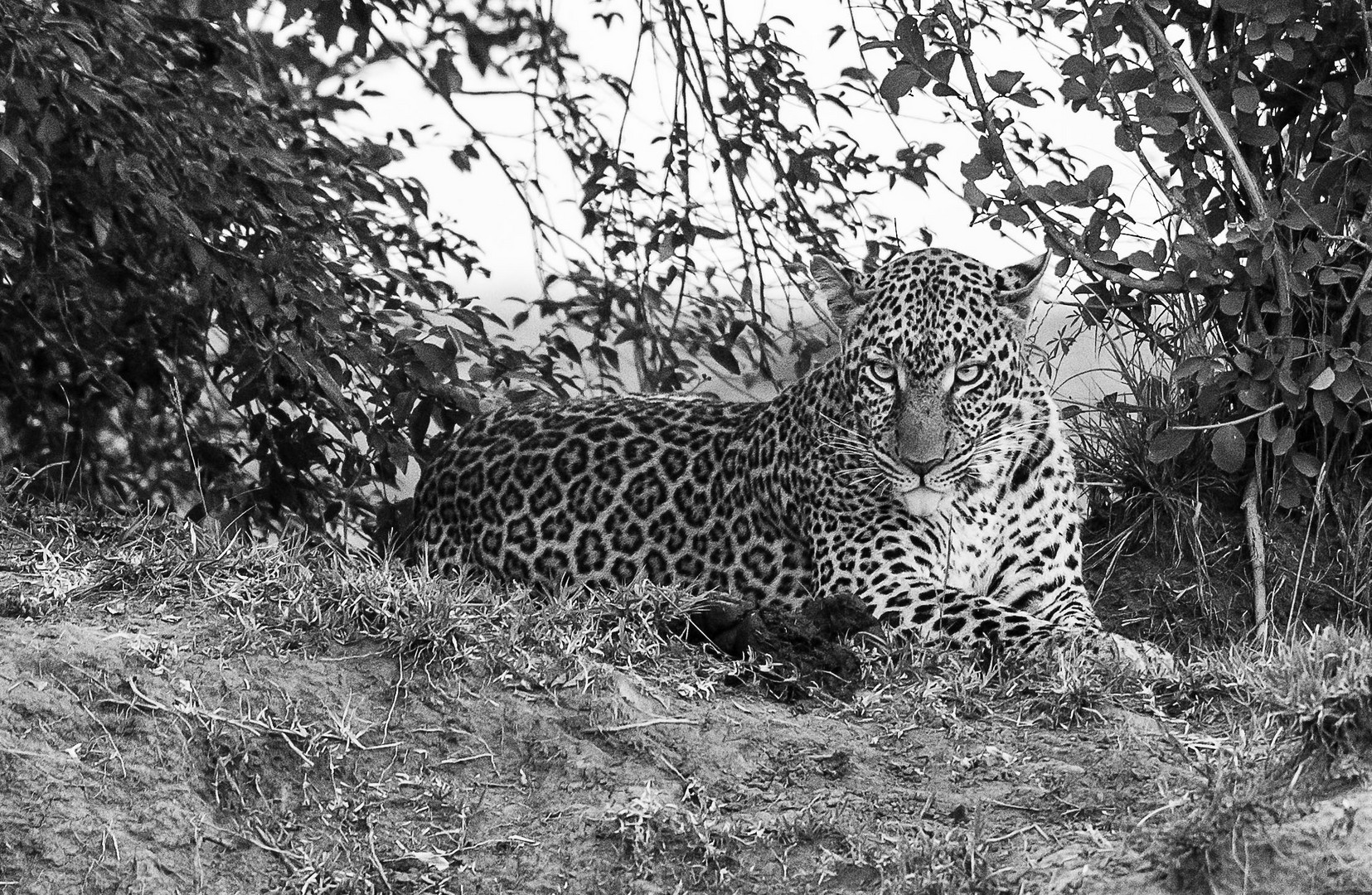 Leopard in der Masai Mara