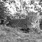 Leopard in der Masai Mara