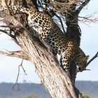 Leopard in der Masai Mara 6.