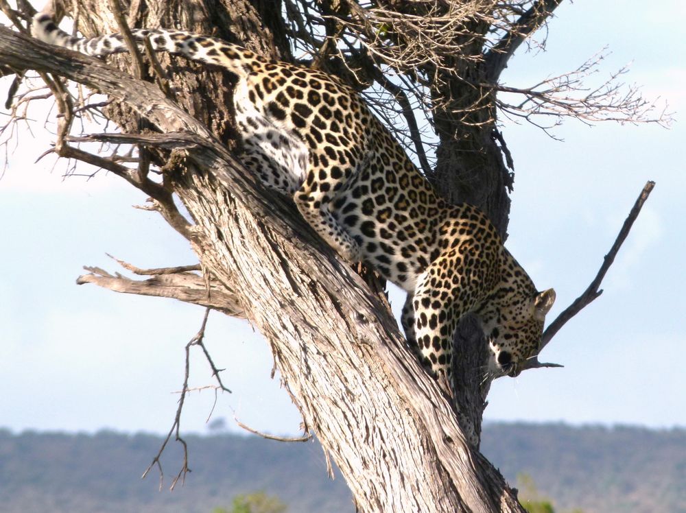 Leopard in der Masai Mara 6.