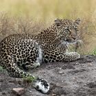 Leopard in der Masai Mara