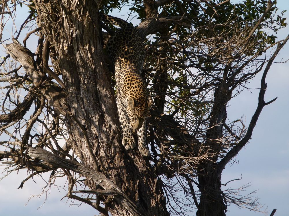 Leopard in der Masai Mara.