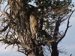 Leopard in der Masai Mara.