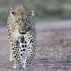 Leopard in der Masai Mara