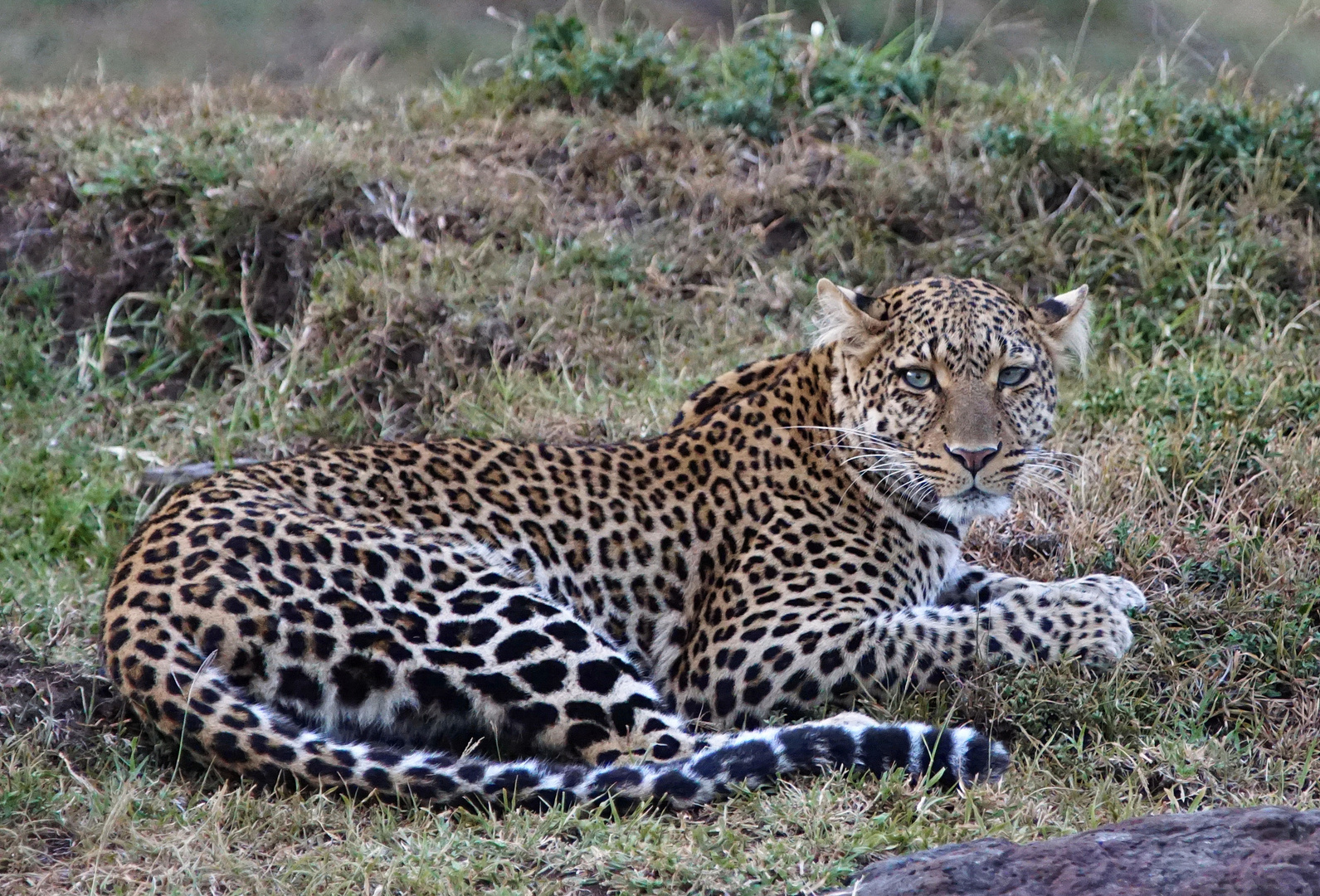 Leopard in der Masai Mara