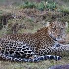 Leopard in der Masai Mara