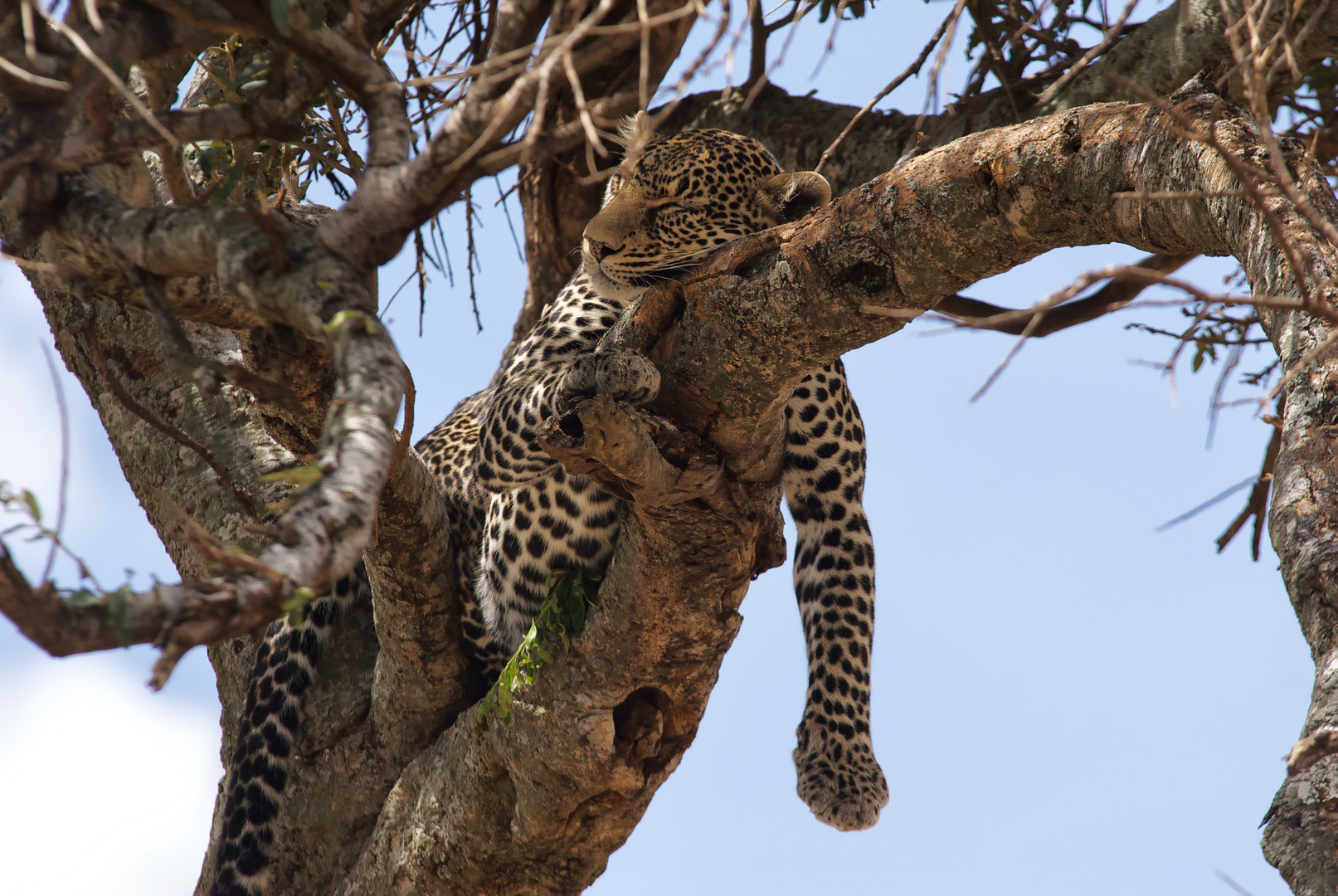 Leopard in der Masai Mara