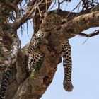 Leopard in der Masai Mara