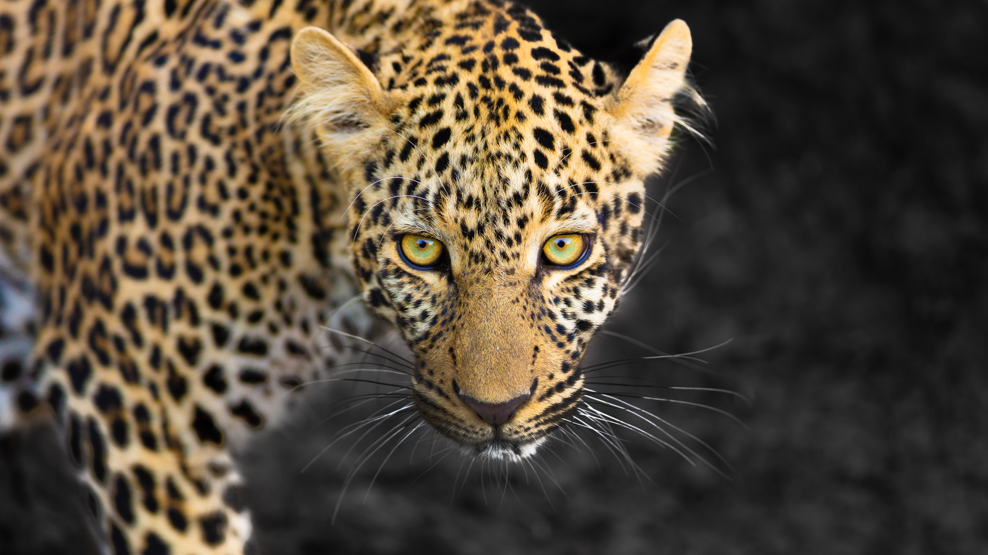 Leopard in der Masai Mara / Kenia