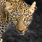 Leopard in der Masai Mara / Kenia