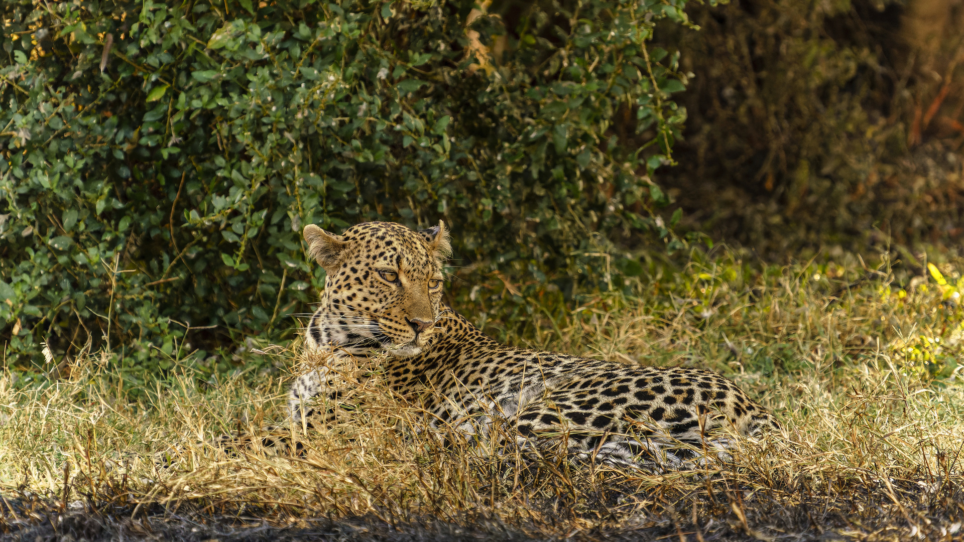 Leopard in der Massai Mara - Leopard in the Maasai Mara