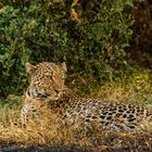 Leopard in der Massai Mara - Leopard in the Maasai Mara