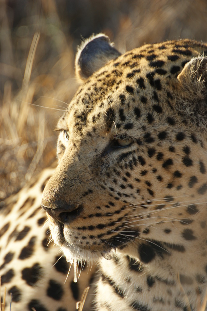 Leopard in der Morgensonne