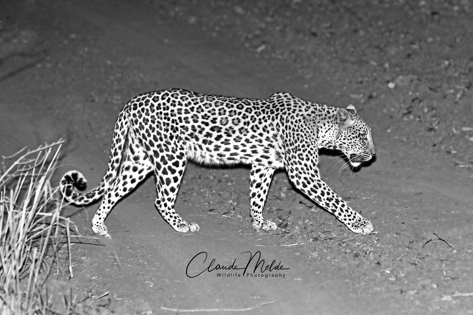 Leopard in der Nacht