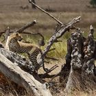 Leopard in der Serengeti