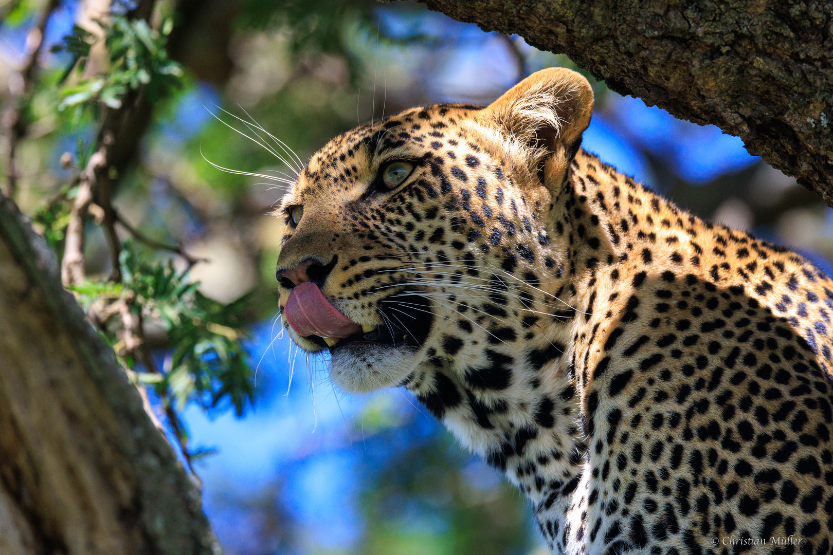 Leopard in der Serengeti