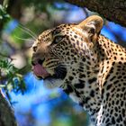 Leopard in der Serengeti