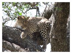 Leopard in der Serengeti