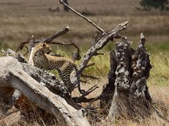 Leopard in der Serengeti