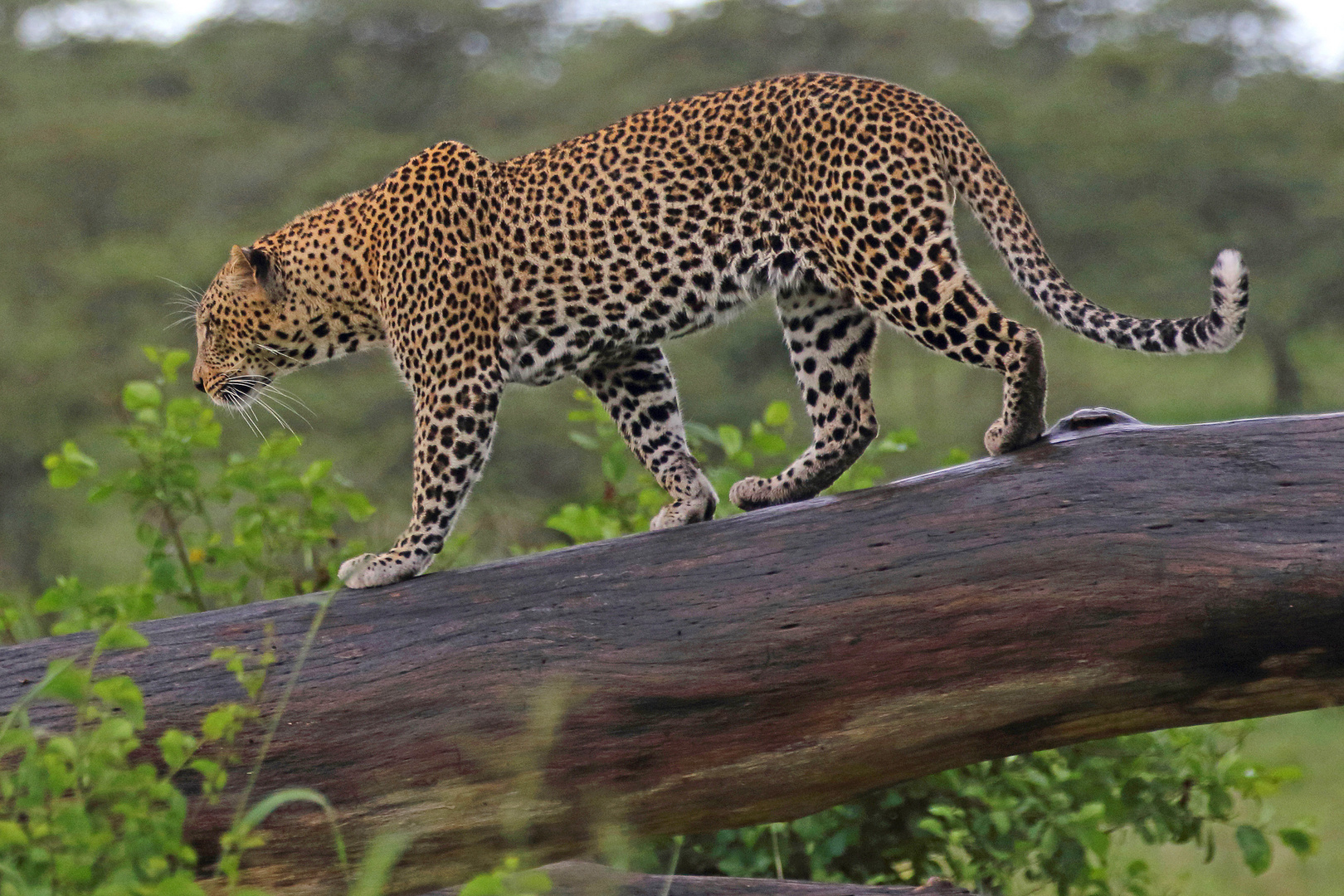 Leopard in der Serengeti