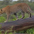 Leopard in der Serengeti