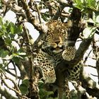 Leopard in der Serengeti